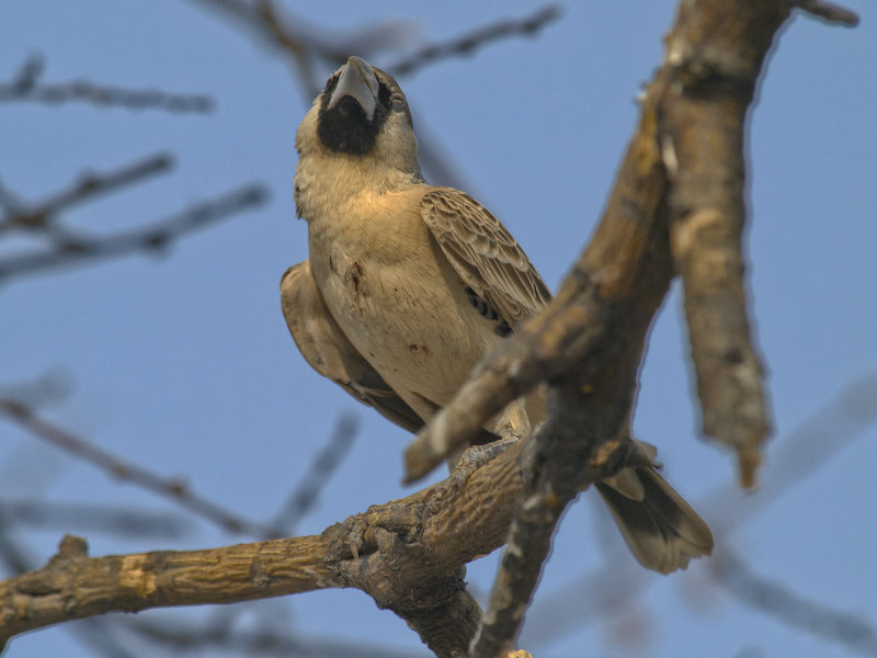 Okaukuejo, Weaver Bird